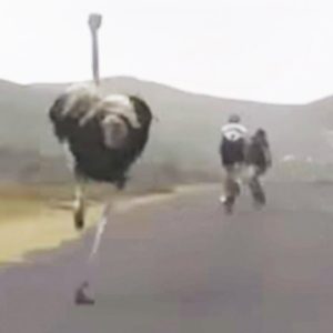 Who says cycling is for the birds?