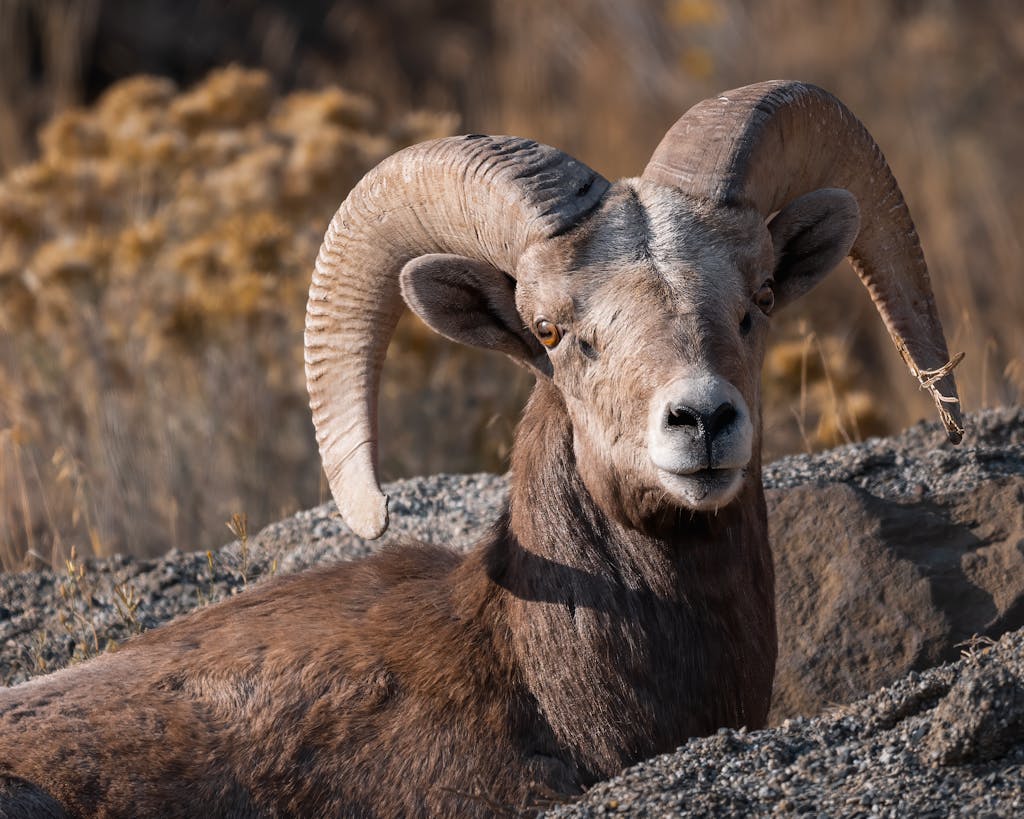 A detailed wildlife shot of a bighorn sheep in Wenatchee, highlighting its magnificent horns.