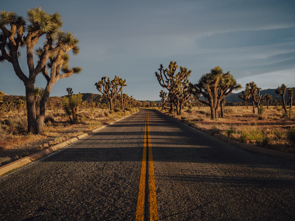 A peaceful road in California surrounded by iconic Joshua Trees during sunset.
